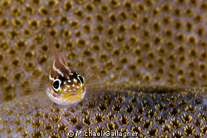 Tiny Triplefin (I think??), PNG. Tough to spot and then t... by Michael Gallagher 